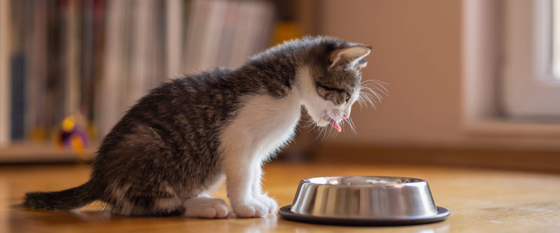 Best bowl for outlet wet cat food